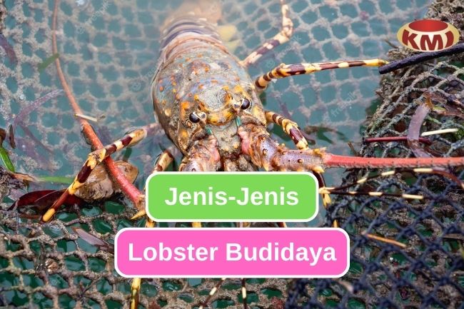Mengenal 5 Jenis Lobster yang sering Dibudidayakan